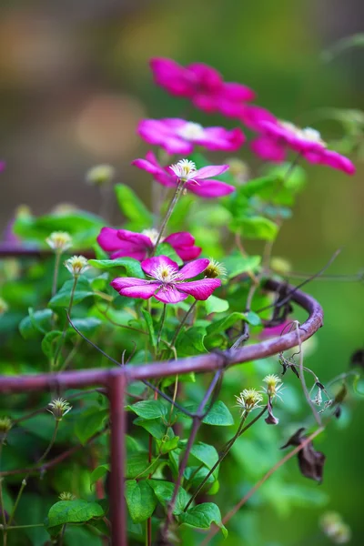 Hermoso brigth púrpura clematis flores — Foto de Stock