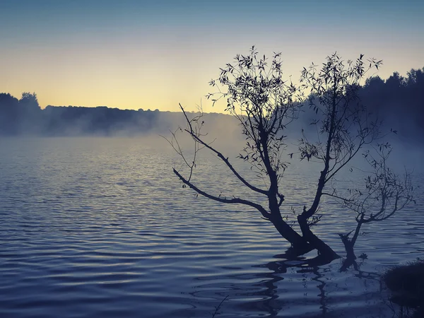 Yalnız ağaç güneş doğarken bir gölde büyüyen — Stok fotoğraf