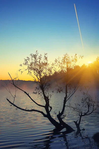 Ensamt träd växer i en damm på sunrise — Stockfoto