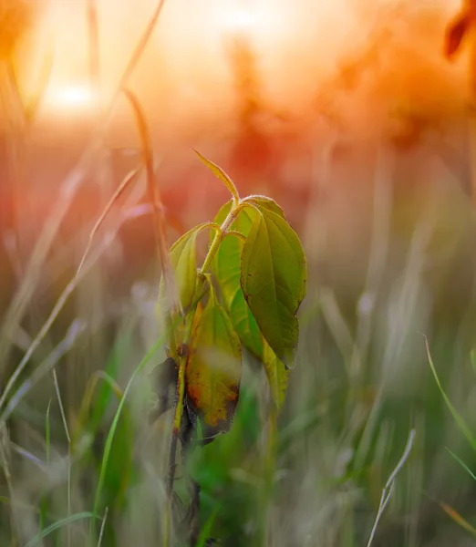 fading green plant on sunset