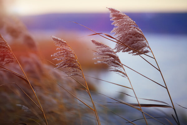 Reed against the sunset