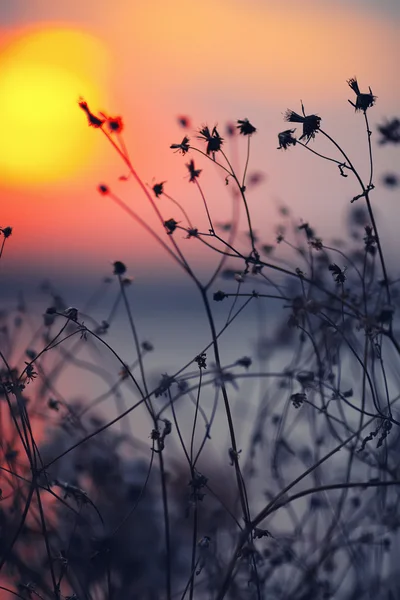 Dried flowers on a background sunset — Stock Photo, Image