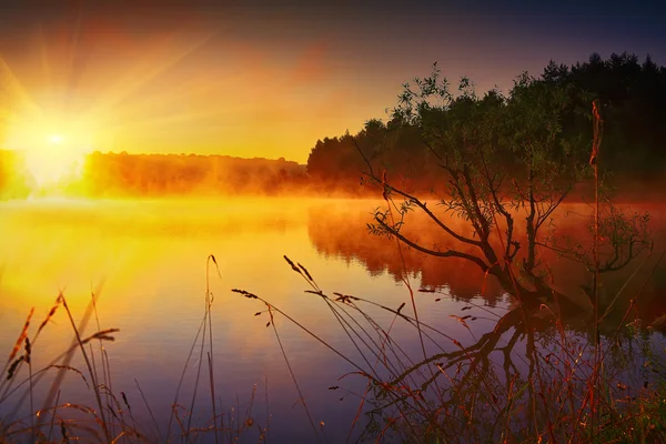 Árbol solitario creciendo en un estanque al amanecer —  Fotos de Stock