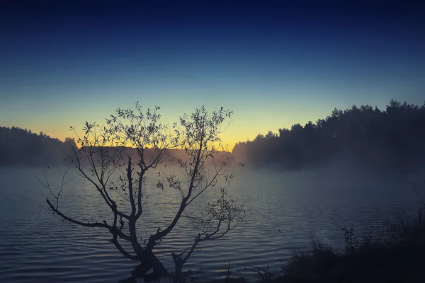 Arbre solitaire poussant dans un étang au lever du soleil — Photo