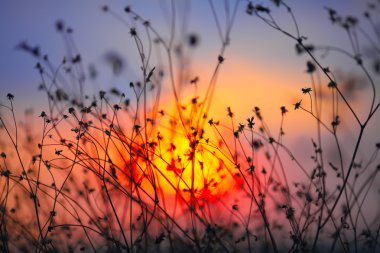 Bir arka plan günbatımı üzerinde kuru çiçekler
