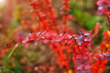 dallar sonbahar orman parlak renkli yaprakları.