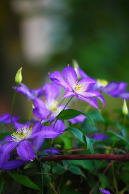 bahçede mor akasma çiçek