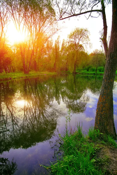 stock image trees in the evening sun near a pond in city park