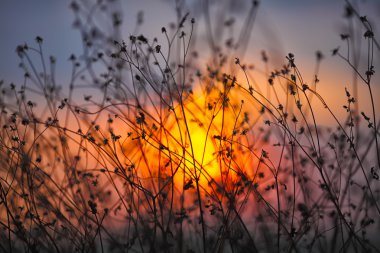 Bir arka plan günbatımı üzerinde kuru çiçekler