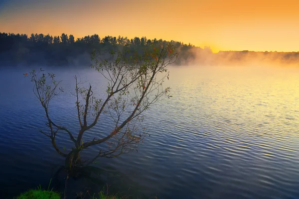 Árvore solitária crescendo em uma lagoa ao nascer do sol . — Fotografia de Stock