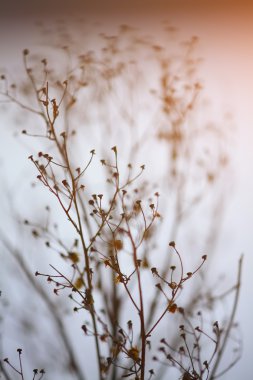 bir arka plan günbatımı üzerinde kurutulmuş bitki silüeti