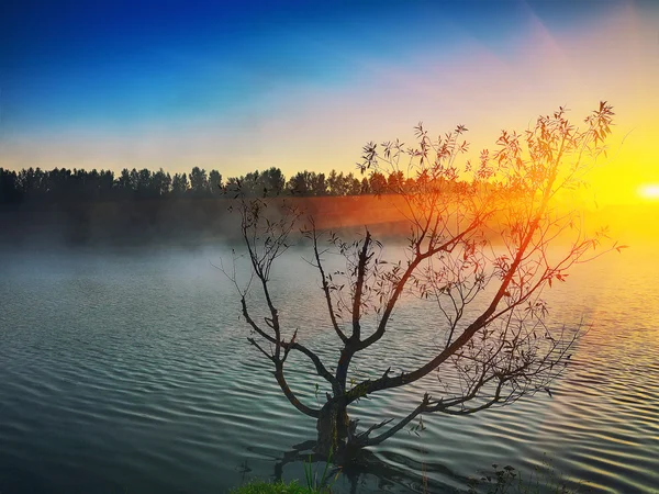 Yalnız ağaç güneş doğarken bir gölde büyüyen — Stok fotoğraf