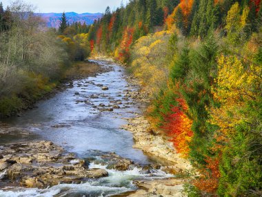 Sonbahar creek orman ve orman dağ kayalarda.