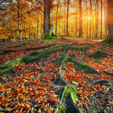 Sonbahar ormanıyla manzara