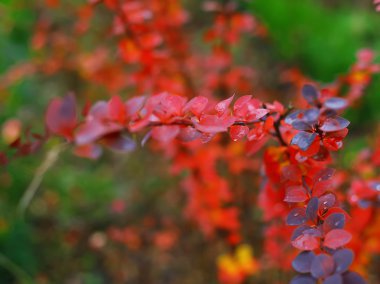 dallar sonbahar orman parlak renkli yaprakları