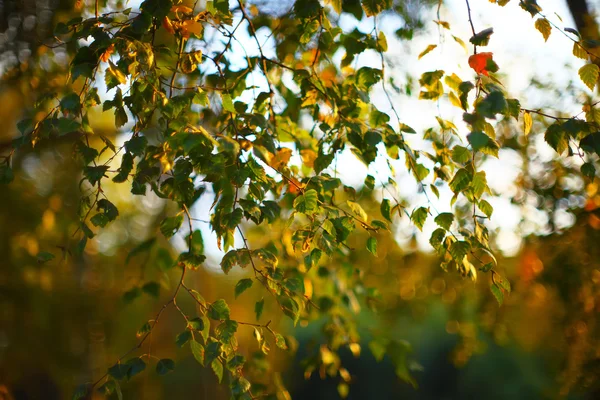 Silhueta Sol raios de luz entre ramos de amieiro — Fotografia de Stock