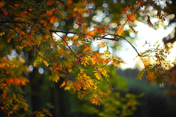 Folhas douradas da árvore de Rowan na luz solar — Fotografia de Stock