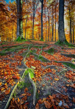 Sonbahar ormanıyla manzara