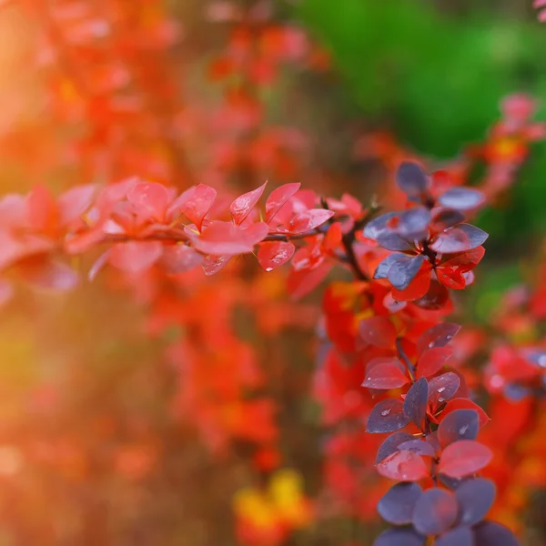 Leuchtend bunte Blätter an den Zweigen im Herbstwald — Stockfoto