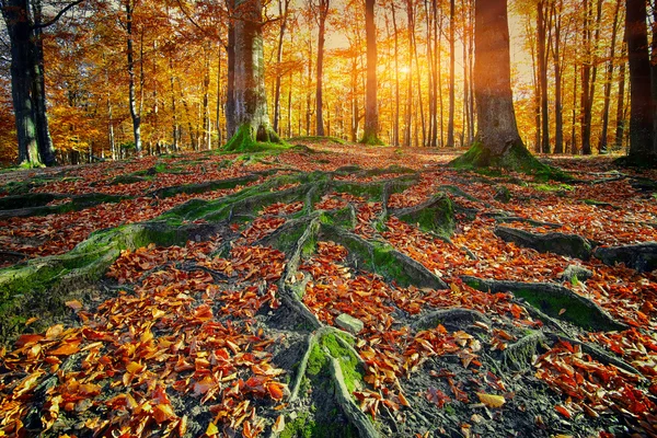 Пейзаж с осенним лесом — стоковое фото