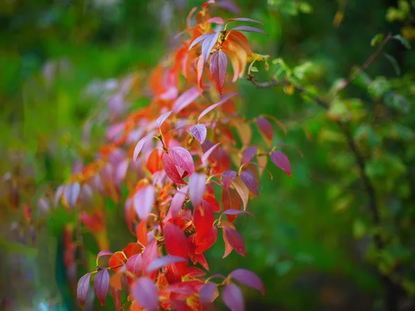 Φωτεινά χρωματισμένα φύλλα στα κλαδιά στο φθινόπωρο δάσος — Φωτογραφία Αρχείου