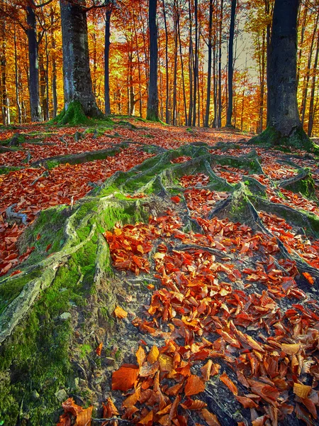 Paisagem com a floresta de outono — Fotografia de Stock