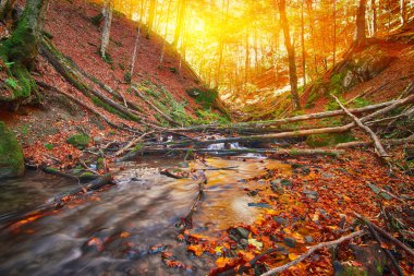 hızlı dağ nehir Güz