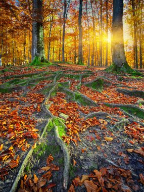 Sonbahar ormanıyla manzara