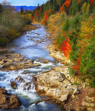 Sonbahar creek orman ve orman dağ kayalarda.