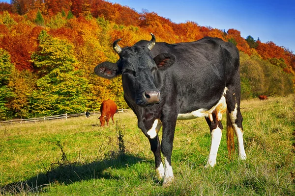 Krowy na pastwisku w pastwiska — Zdjęcie stockowe