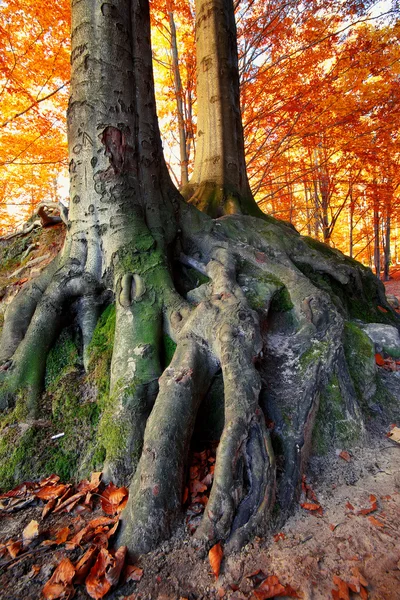 Массивные корни деревьев в осеннем лесу — стоковое фото