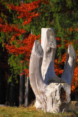 renkli sonbahar ağaçları arasında yaşlı bir ağaç güdük