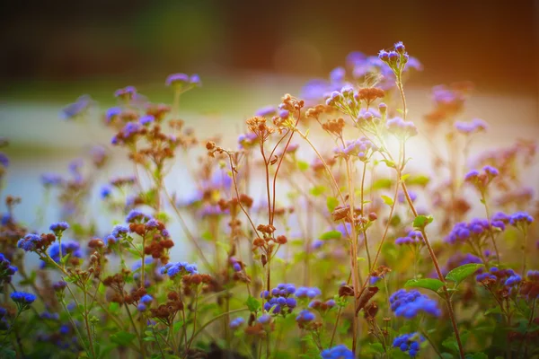 이른 아침에 정원에서 보라색 초원 꽃 꽃 — 스톡 사진