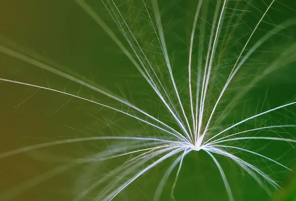 Dandelion fuzz closeup — Stock Photo, Image