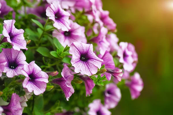 Lila petunia blommor i trädgården under våren — Stockfoto