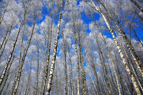 Birch trees in rime on a clear winter day — Stock Photo, Image