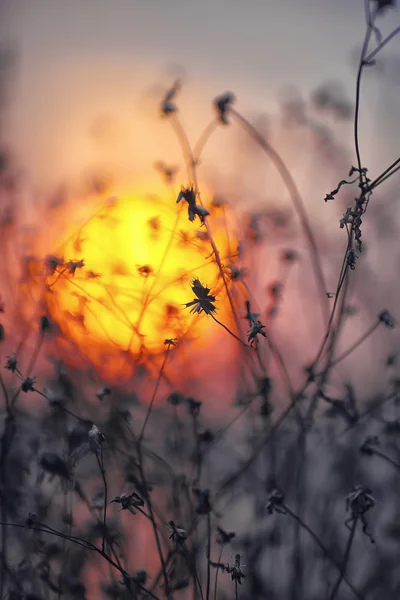Dried flowers on a background sunset — Stock Photo, Image