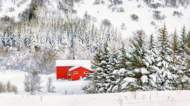 Geleneksel Norveç ahşap evleri ve Lofotens Valberg köyü yakınlarındaki çam ağaçları ile muhteşem kış manzarası. Konum: Valberg, Lofotens, Norveç, Avrupa