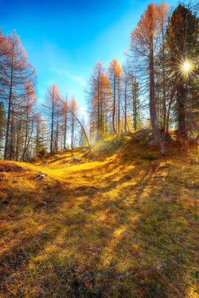 秋天阳光明媚的风景 美丽的金色落叶松 在山中跋涉至费达湖畔 Cortina Ampezzo Province Belluno South Tyrol Italy — 图库照片