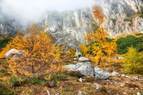 Autumn Foggy Landscape Beautiful Golden Larches Mountains Trek Federa Lake — Stock Photo, Image