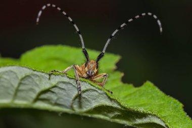 Yeşil yapraklı böcek. Çok yakın çekim.