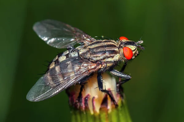 Flesh Fly Family Sarcophagidae Macro View 집파리 매크로 닫습니다 — 스톡 사진