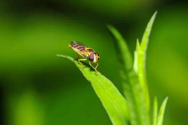 Крупным Планом Листе Пчела Зеленом Фоне — стоковое фото