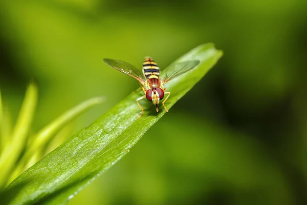 Bee Fly Primer Plano Una Hoja Abeja Sobre Fondo Verde — Foto de Stock