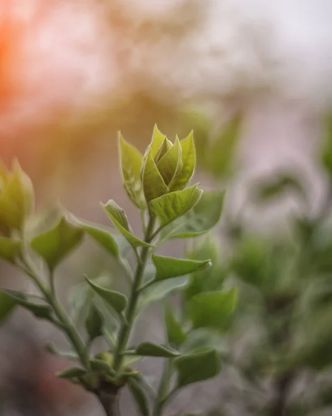 Background Green Sprouts Lilac Bush Branches Spring Blurred Background — Stock Photo, Image