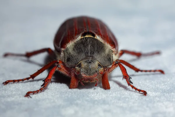 Escarabajo Cockchafer Muy Cerca Dof Poco Profundo —  Fotos de Stock