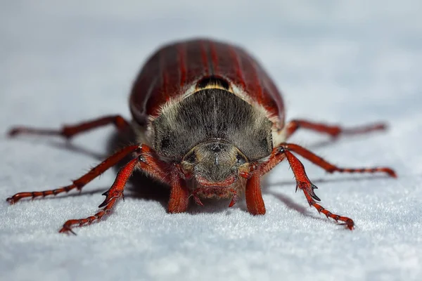 Besouro Cockchafer Extremamente Perto Dof Superficial — Fotografia de Stock