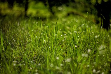 parlak yeşil çimenlerin üzerinde arka plan güzel bokeh ile