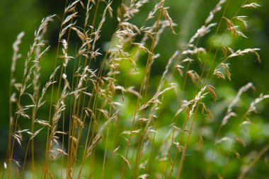 yeşil bir arka plan üzerinde kuru ot