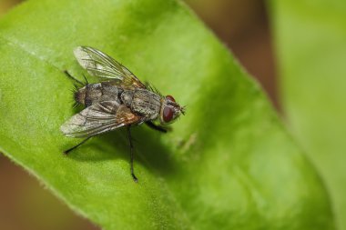 Yaprağın üzerinde uç
